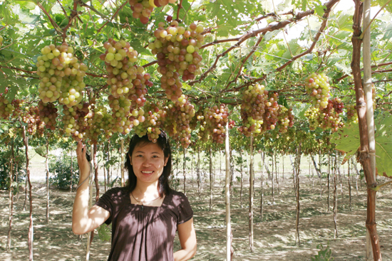 Ngắm những trái nho chín mọng ở Phan Rang