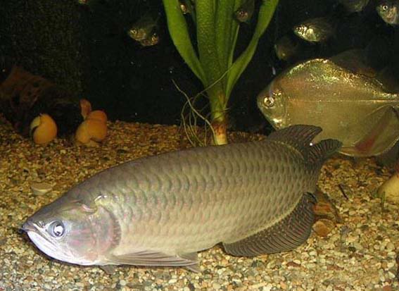 Kim Long Úc (Australian Pearl Arowana)