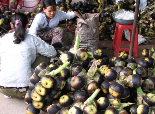 Ngắm 'nai thần' đi lạc ở Mũi Nai