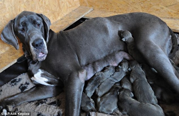 Chó sinh... 17 con sau khi được mổ đẻ