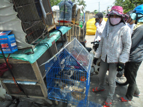 Đà Nẵng: Nghề bán chim cảnh vỉa hè