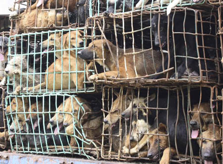 Báo quốc tế nói về nạn ‘bắt cóc chó’ ở Việt Nam