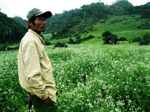 Mộc Châu, không phải mùa hoa cải...