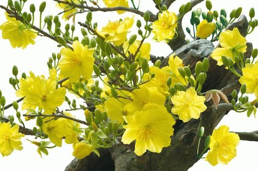 10 loại hoa mang may mắn cho tết Nhâm Thìn