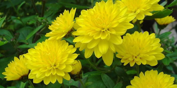 10 loại hoa mang may mắn cho tết Nhâm Thìn