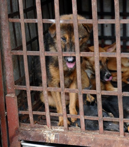 Người Việt yêu cún... lại thích ăn thịt chó gây sốt trên AFP