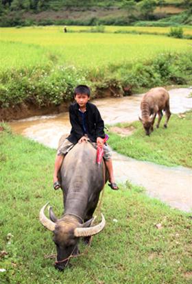 Rong ruổi trên những thửa ruộng bậc thang