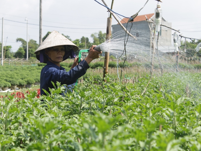 Những ngày này người dân làng cúc Vĩnh Liêm tất bật chăm sóc hoa chuẩn bị đón Tết