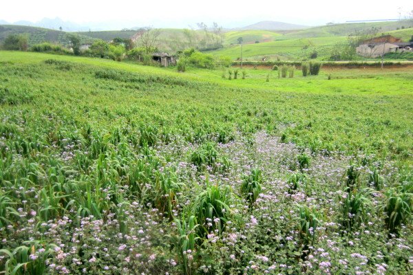 Lên Mộc Châu mê mẩn cùng hoa