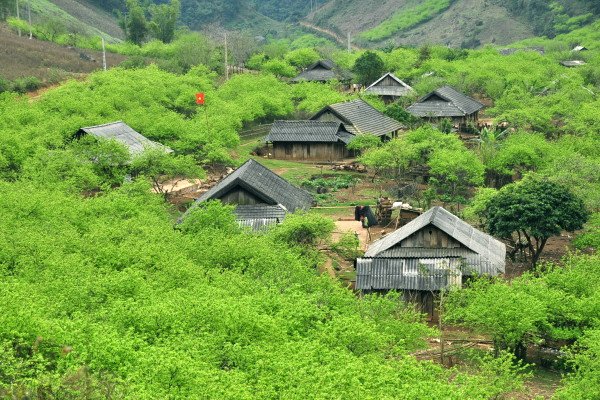 Lên Mộc Châu mê mẩn cùng hoa