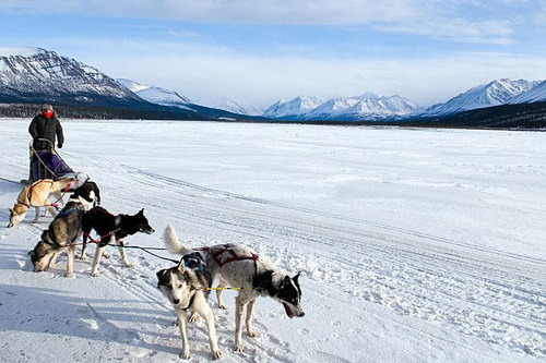 alaska-dog-mushing_1376547222.jpg