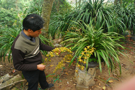 Một chậu hoa địa lan Trần Mộng Sa Pa đang nở hoa.