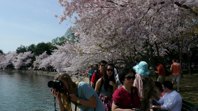 Hoa anh đào nở rực Washington DC