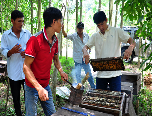 Thu bạc tỷ nhờ di cư đàn ong săn mật