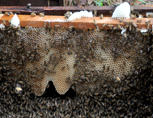 Thu bạc tỷ nhờ di cư đàn ong săn mật