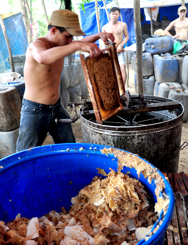 Thu bạc tỷ nhờ di cư đàn ong săn mật