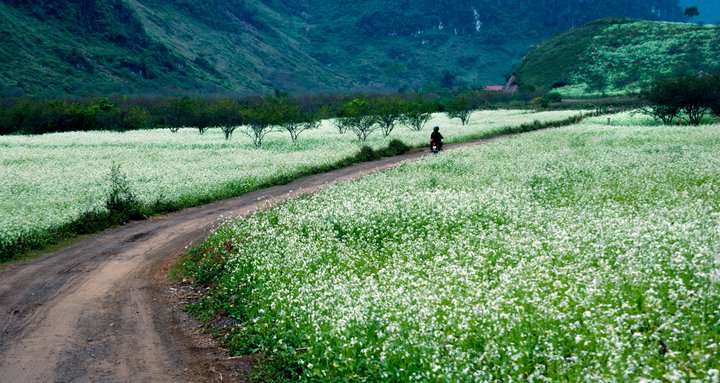 Du lịch Mộc Châu