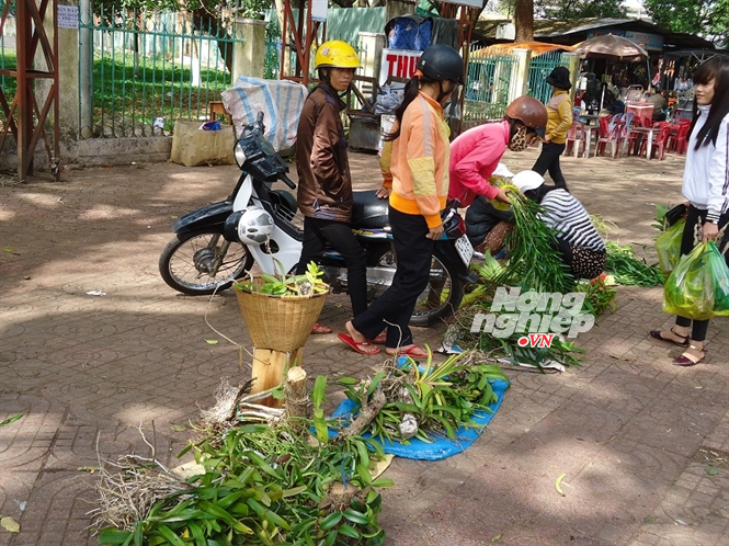 Nguy cơ cạn kiệt lan rừng